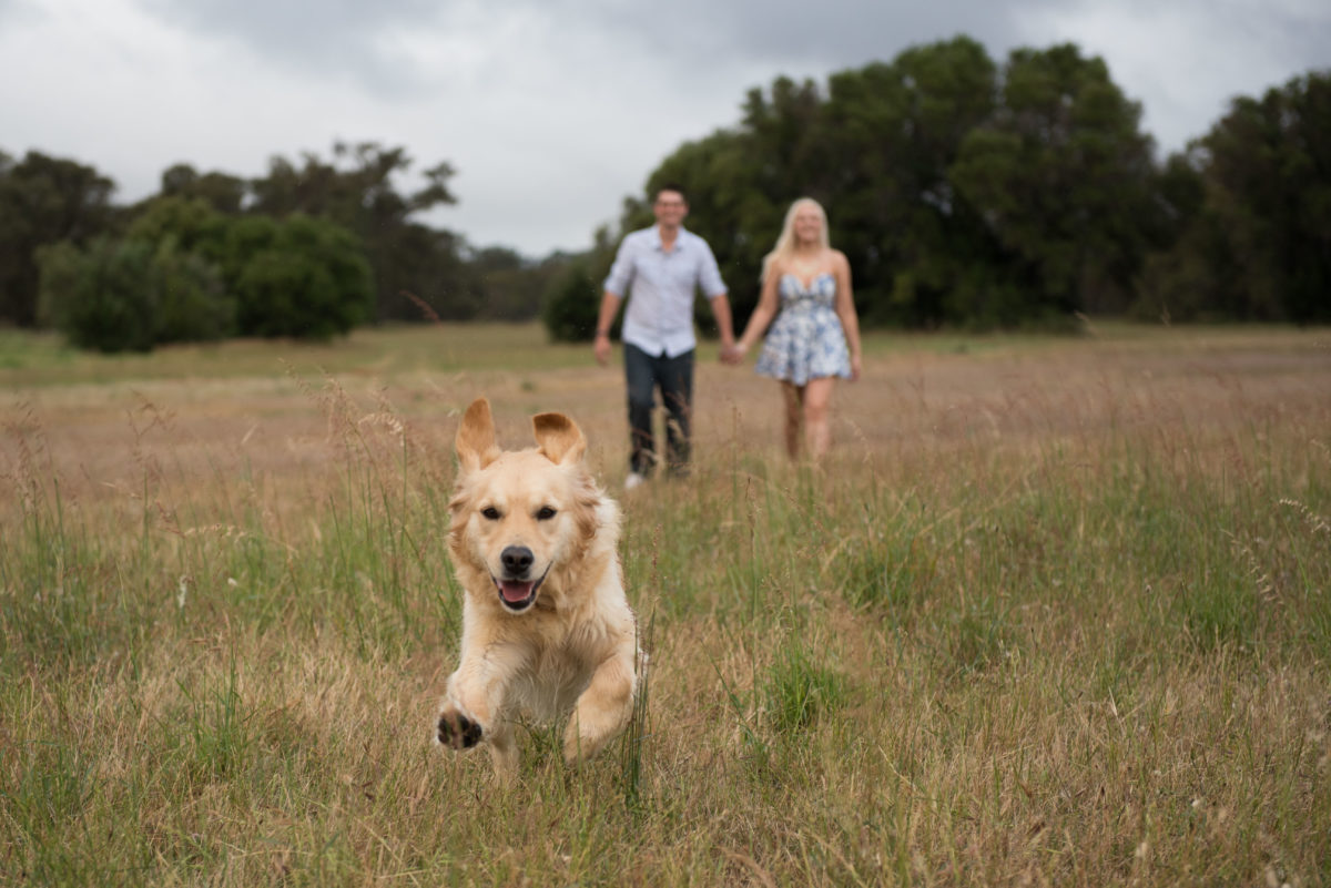 Dog running towards camera with engaged couple in background