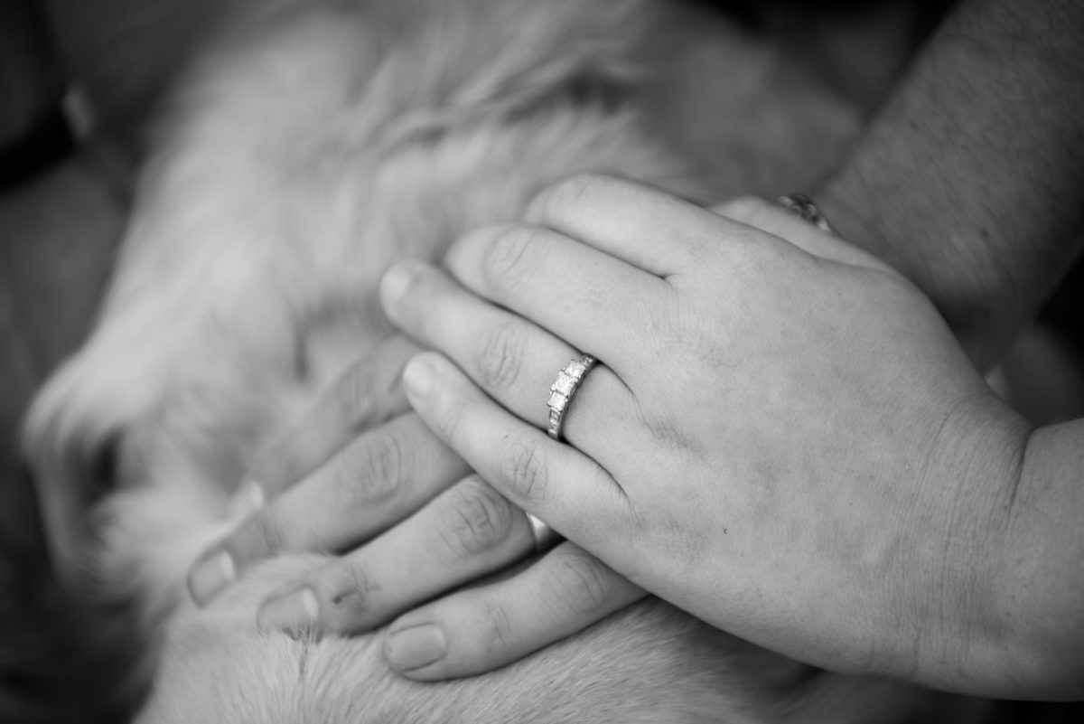 Engagement shoot photo close up of their rings on the back of their dog's fur