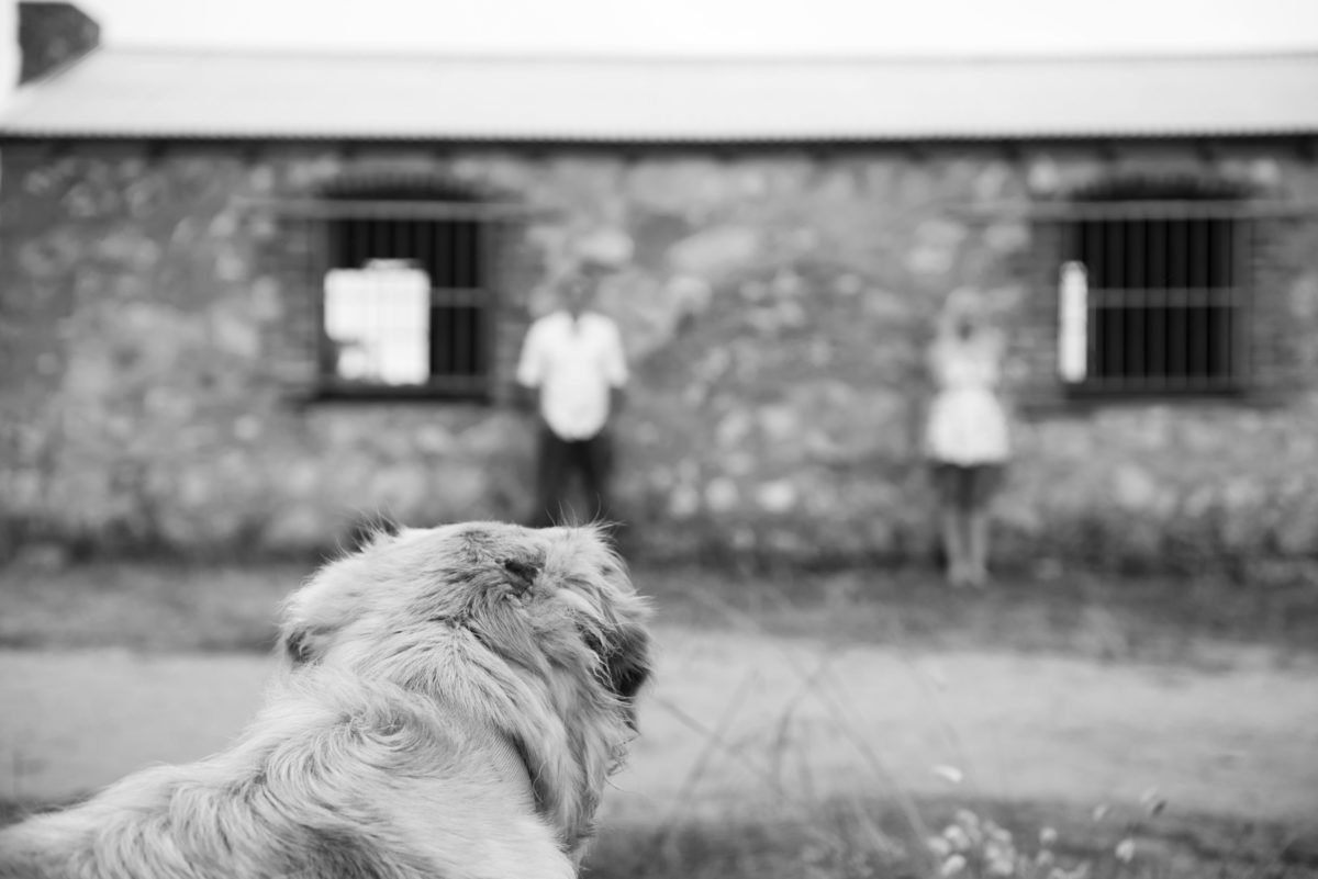 Dog's view of engaged couple