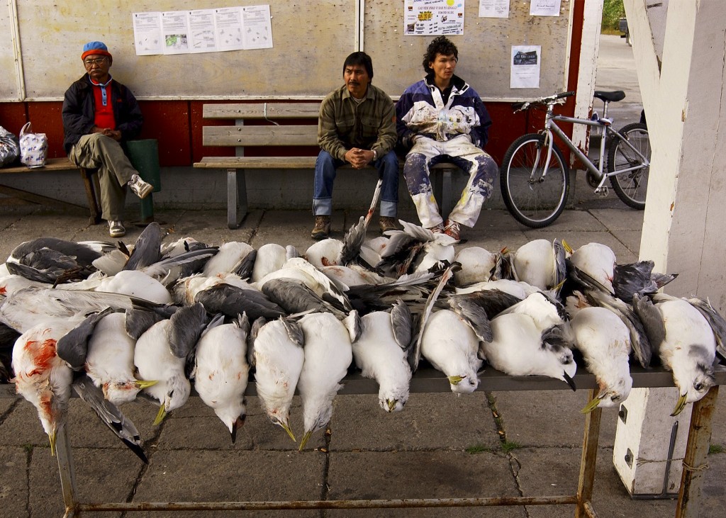 Market table selling freshly killed local wild seabirds in Greenland