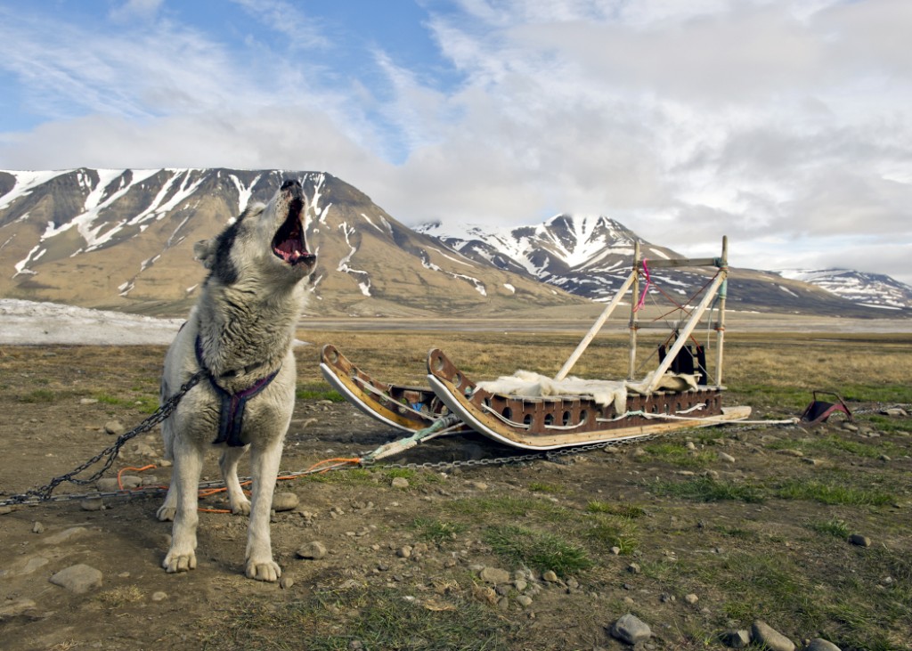 Husky and sled in Svalbard