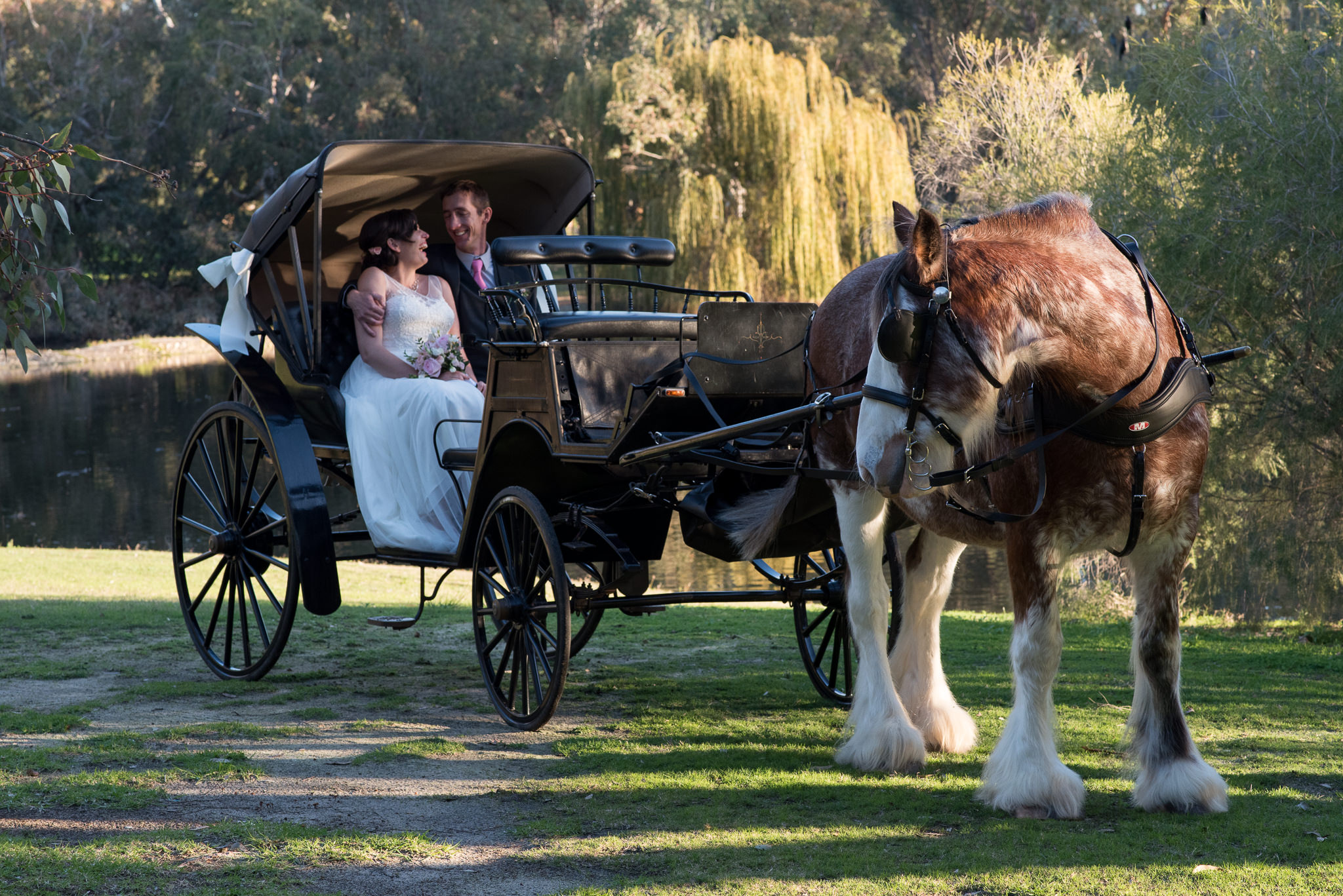 bride and groom laughing together in the back of their horse and carriage