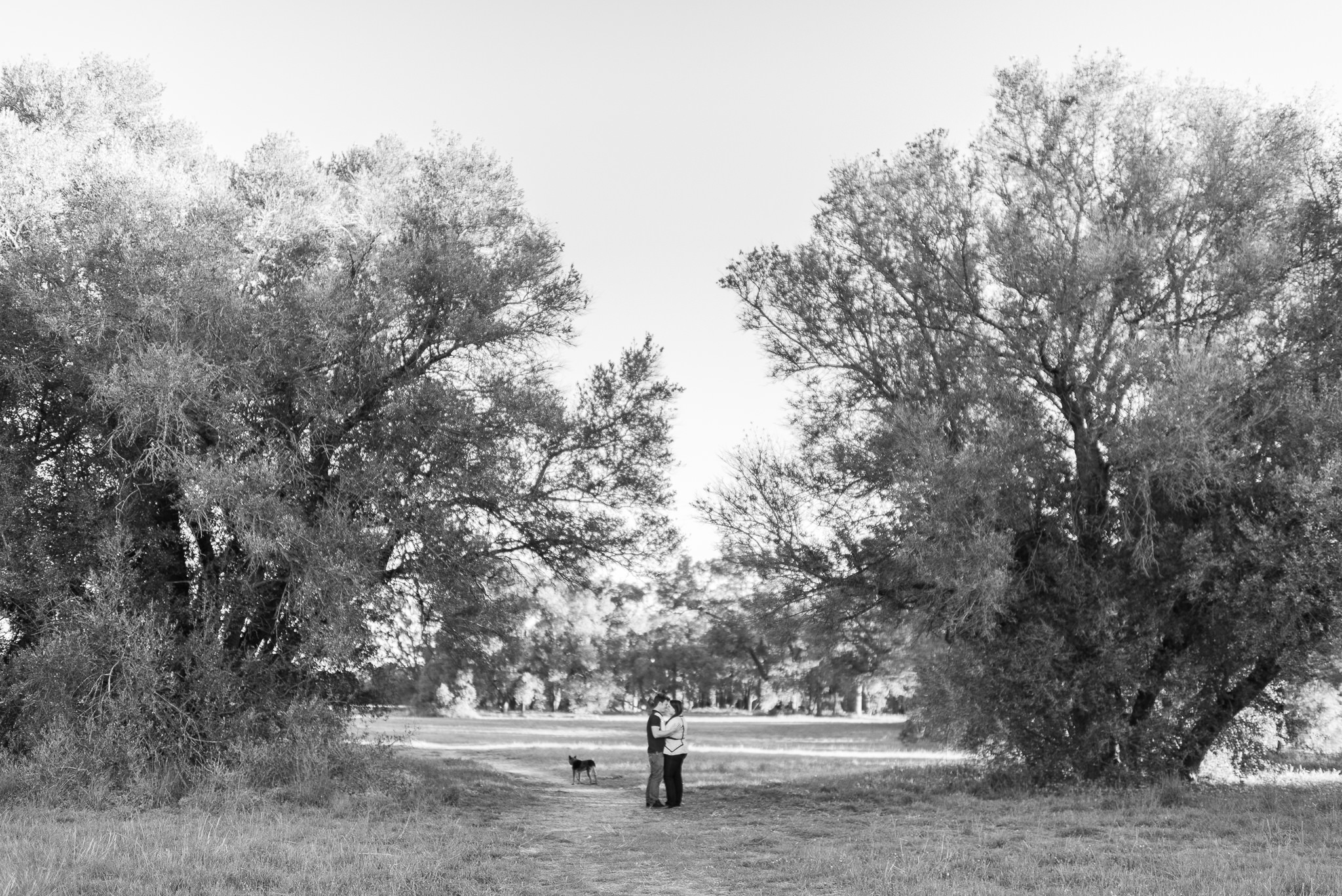 engaged couple with their dog at yellagonga park black and white wide shot of old olive trees