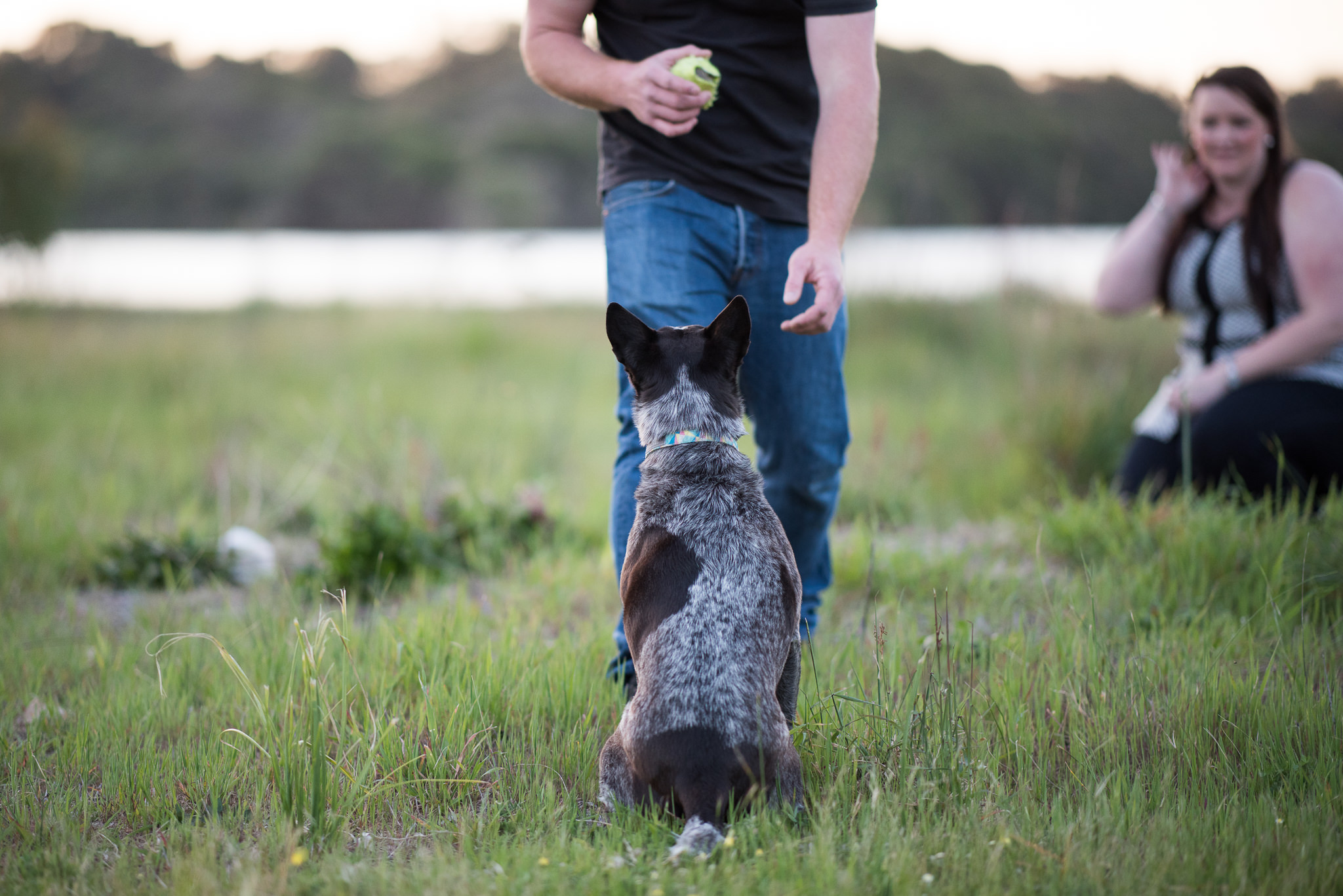 engaged couple playing with their dog at yellagonga park perth