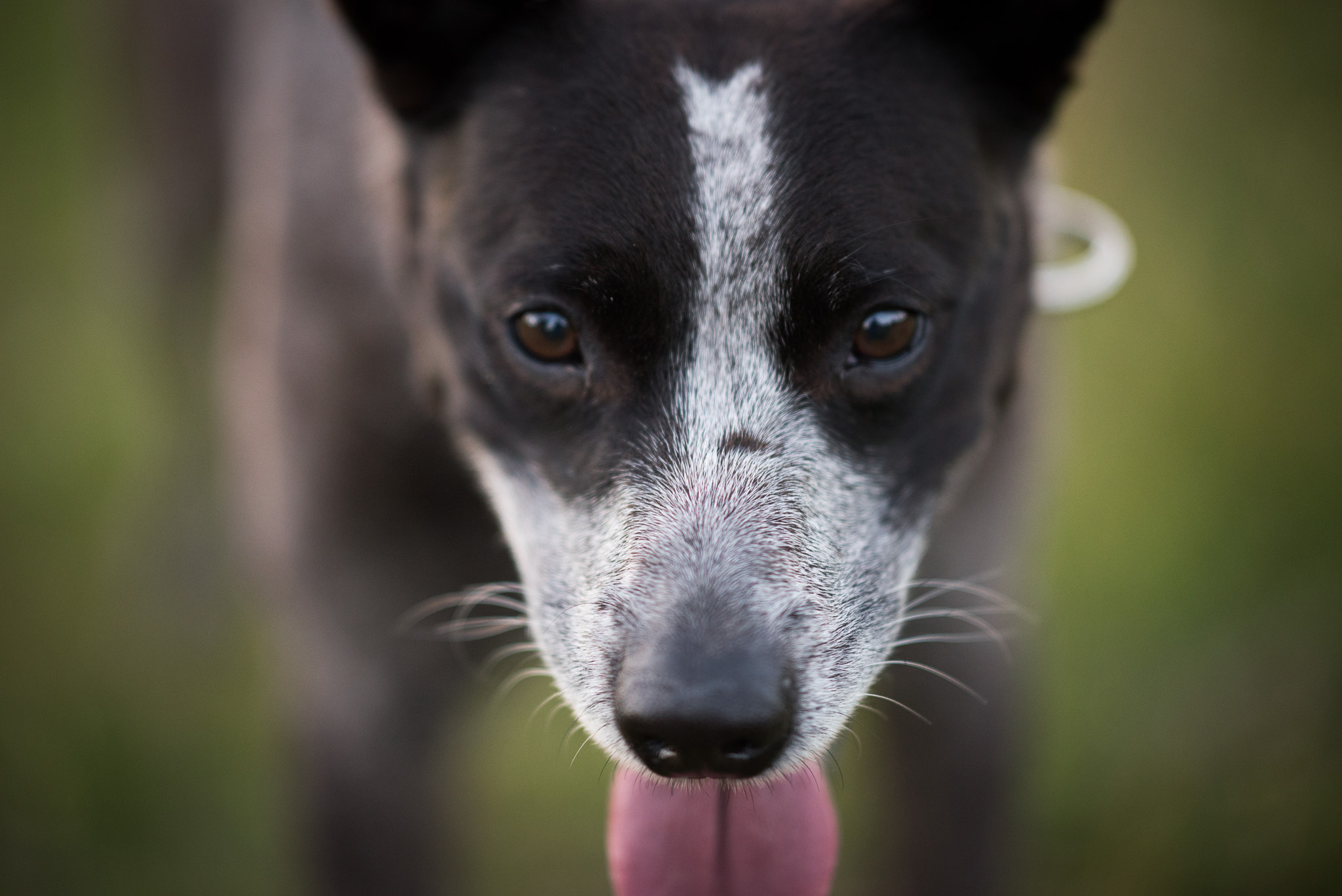 close up of a kelpie dog with tongue hanging out