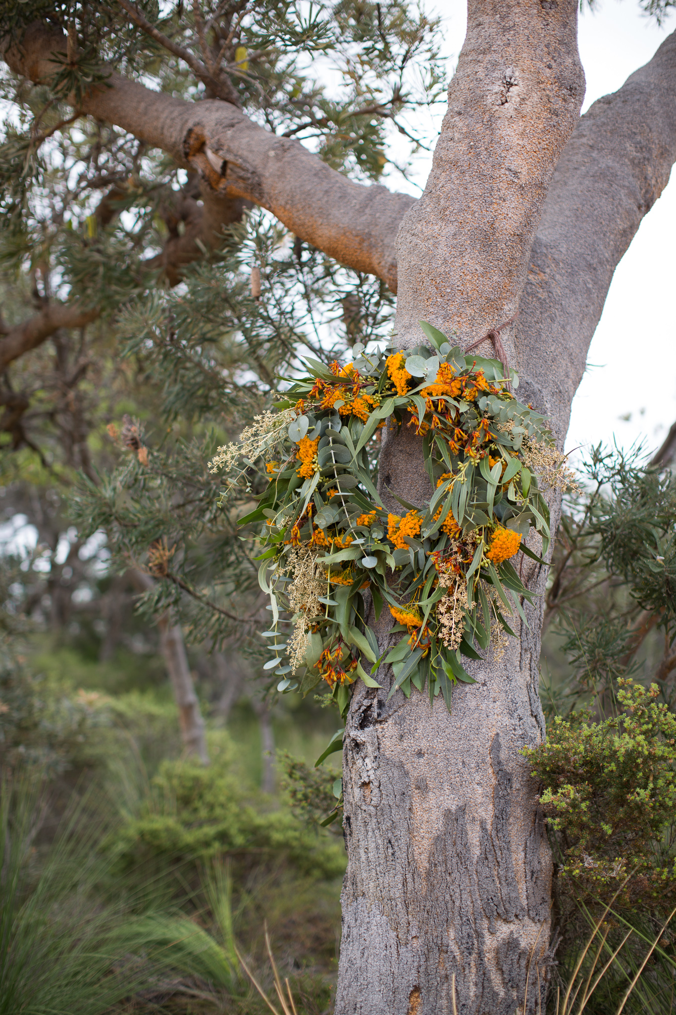 Wreath of New Zealand Christmas bush hanging on tree