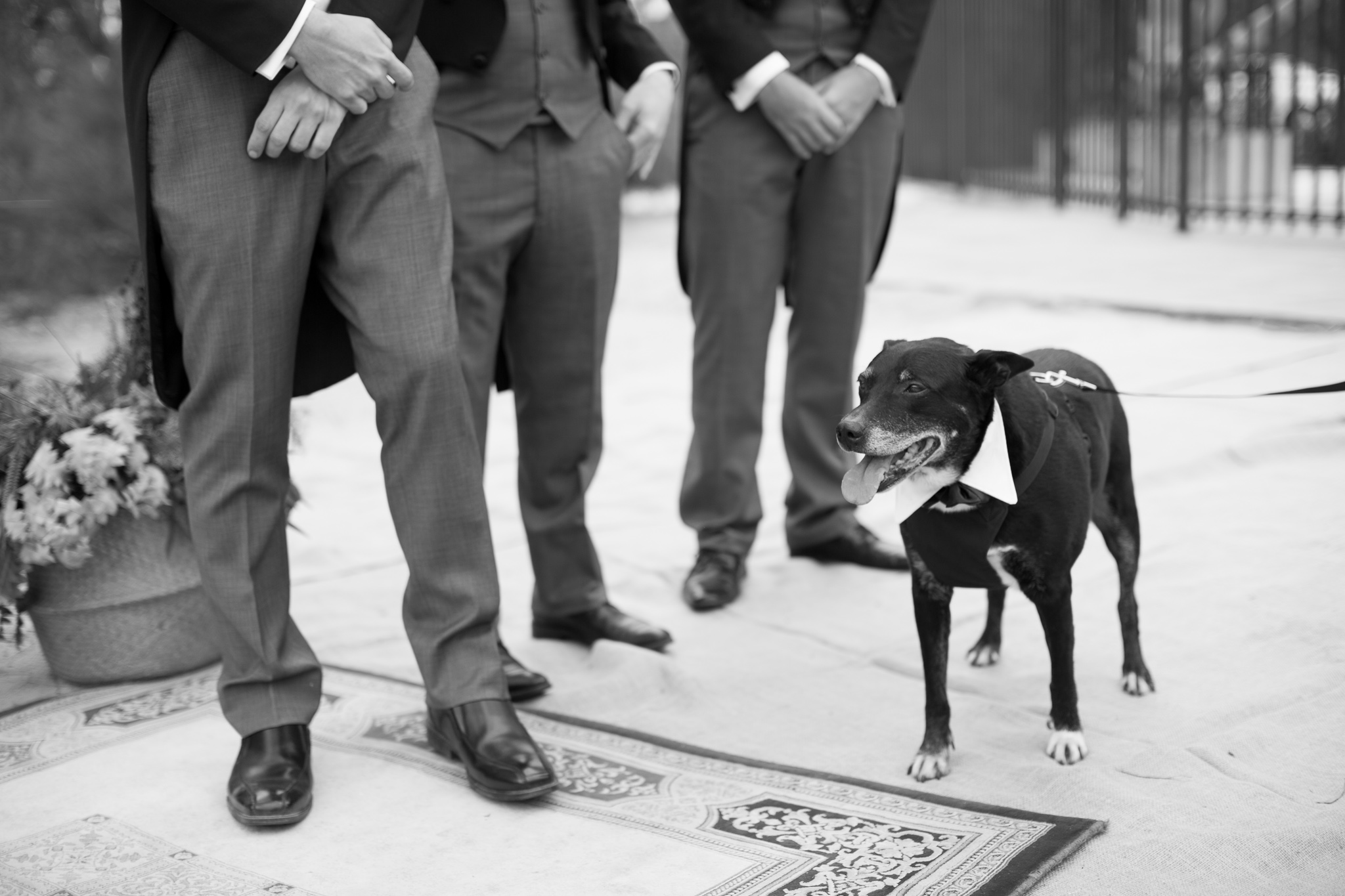 Wedding dog stands during the wedding ceremony