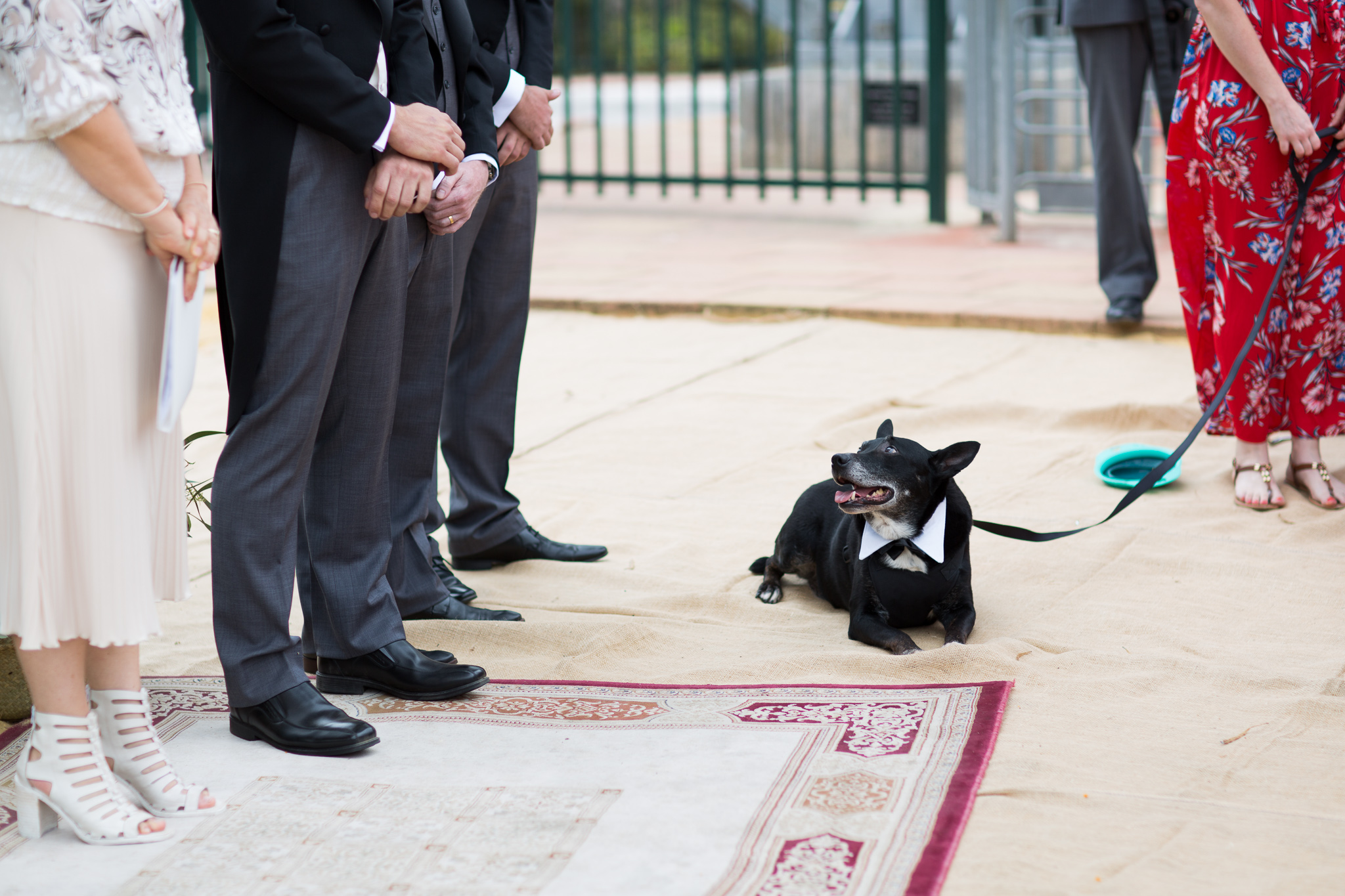 Wedding dog sits during the wedding