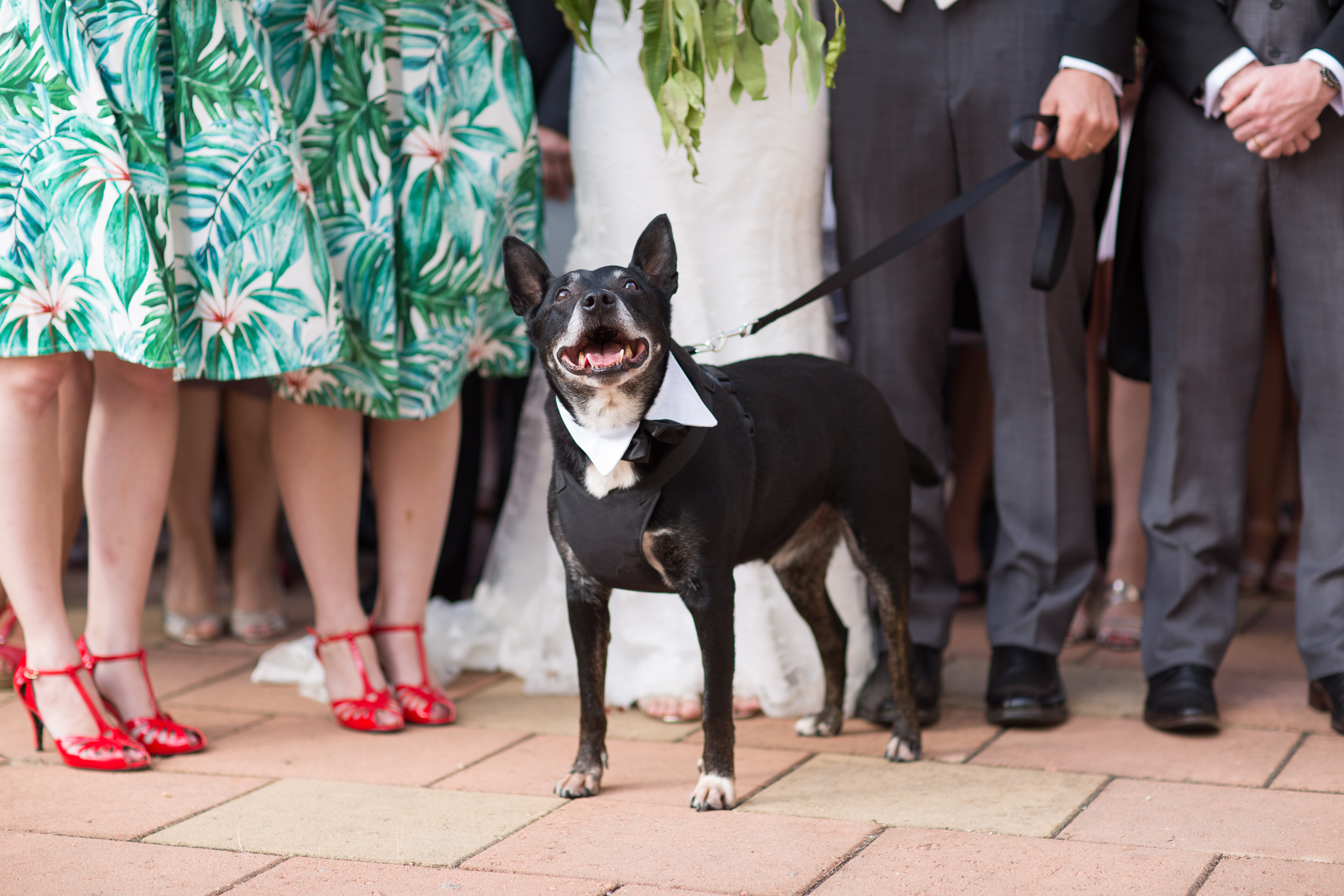 Wedding couple's dog close up