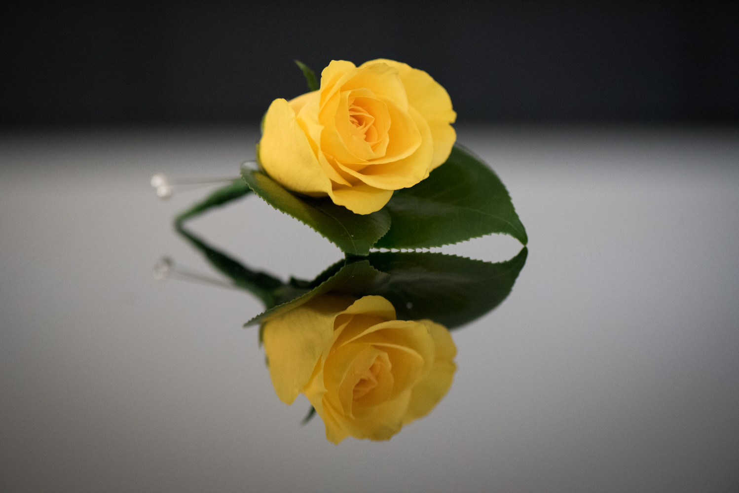 Close up of groom's yellow rose button hole with reflection